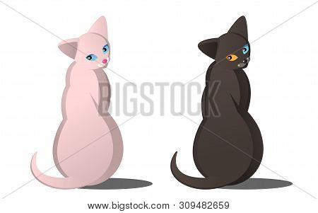 Bald Cat Of Sphinx Of Light Color With Blue Eyes And Dark Cat With Different Eyes. Two Cats Of Diffe