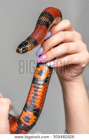 A Tame Big Red Handurass Milk Serpent Wraps Itself Around A Womans Hand.
