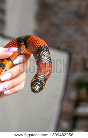 A Tame Big Red Handurass Milk Serpent Wraps Itself Around A Womans Hand.
