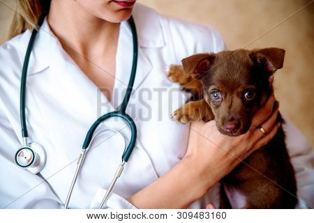 The Vet Examines A Puppy In The Hospital. The Little Dog Got Sick. Puppy In The Hands Of A Veteran D