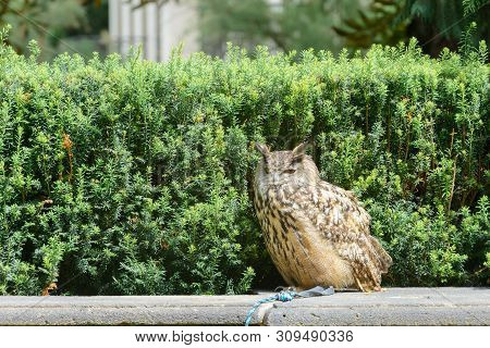 Wonderfull Eurasian Eagle Owl Portrait In Czech Republic