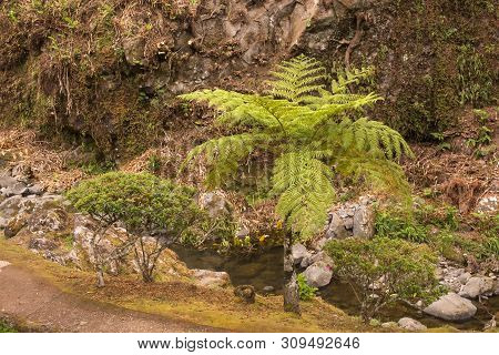 Fern Trees, Looking Like From Prehistoric Period, Growing In A Natural Park In Nordeste, Sao Miguel,