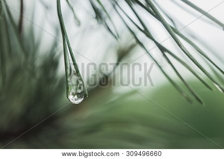 A Drop Of Dew After Rain Froze Between The Pairs Of Pine Needles On A Pine Tree Close-up. Copy Space
