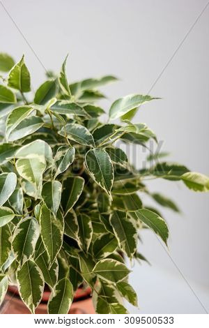 Ficus Benjamina Kinky In A Pot Over White Background
