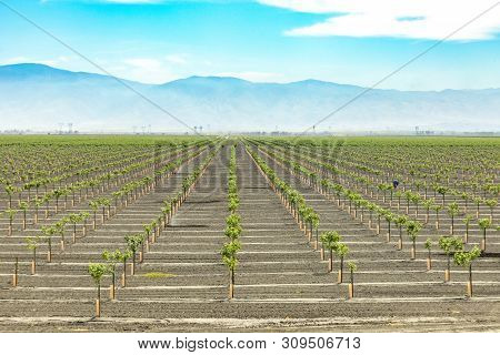 Vineyard For Famous California Wine At Bakersfield, California, Usa