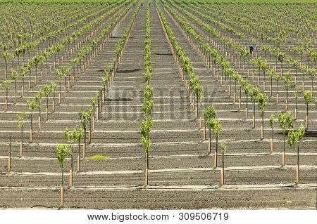 Vineyard For Famous California Wine At Bakersfield, California, Usa