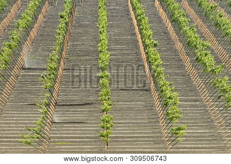 Vineyard For Famous California Wine At Bakersfield, California, Usa