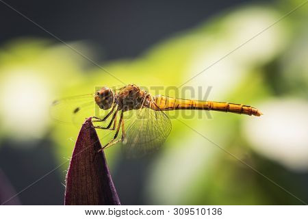 Nature Background Dragonfly. Dragonfly Insect In Nature. Nature Insect Dragonfly On Red Plant. Drago