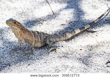 Lizard In Costa Rica In The Jungle Near Cabuya