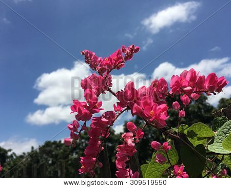 Antigonon Leptopus (mexican Creeper, Bee Bush, Coral Vine, Chain Of Love, Confederate Vine, Mountain