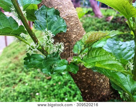 Raw Young Green Mulberry On Tree Branch With Green Leaves In The Garden.