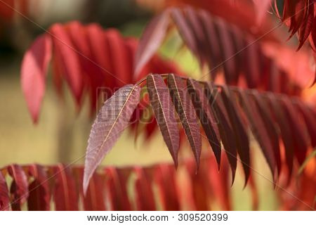 Seasons. A Branch Of Rhus Typhina With Red Leaves On A Sunny Day. Close-up, Free Space, Horizontal. 