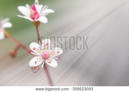 Blooming Flowers Of Saxifrage Umbrosa In The Summer Garden Close-up