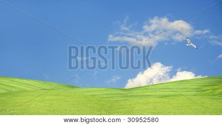 il tranquillo blu cielo ed erba