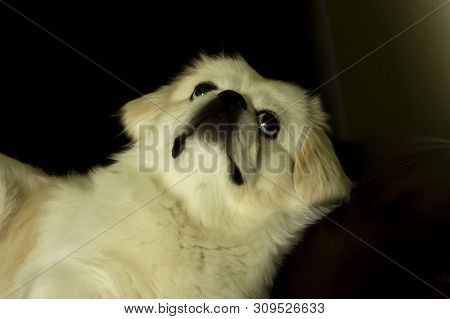 Small Cute An Beautiful  White Pekignese  Watching Family