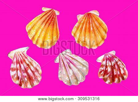 A Set Of Five Sea Scallops. Pink, Yellow And Mother Of Pearl Bivalve Pectinidae. Nature Of The Ocean