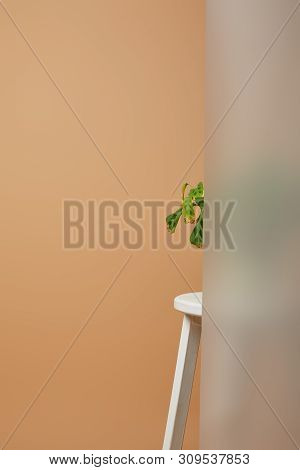 Part Of Plant With Green Leaves Behind Matt Glass On White Stoon Isolated On Beige