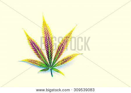 Natural Rainbow Mature Cannabis, Pot, Marijuana Leaf On Off-white Background