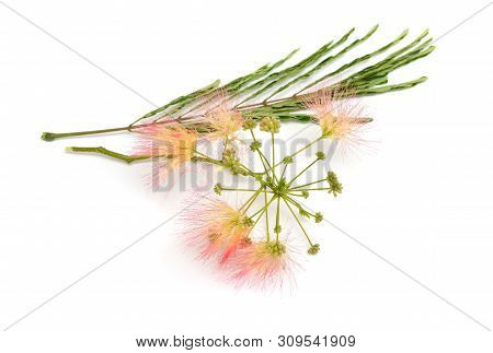 Albizia Julibrissin Or Persian Silk Tree, Pink Silk Tree. Isolated On White Background