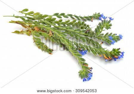 Plant Anchusa With Flowers Isolated On White Background