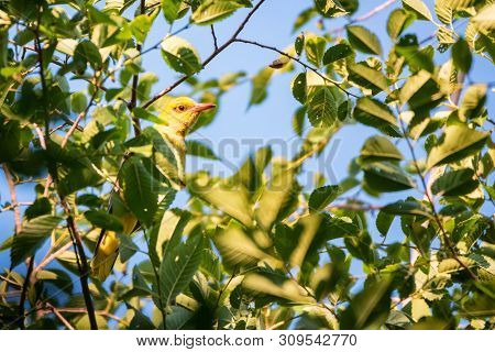 Young Eurasian Golden Oriole Or Oriolus Oriolus On Tree Branch
