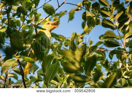 Young Eurasian Golden Oriole Or Oriolus Oriolus Sings On Tree Branch