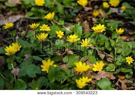 Yellow Flowers Branch On Green Grass Background. Ranunculus Acris, Meadow Buttercup.