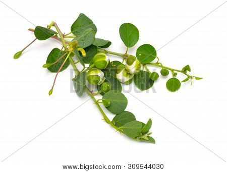 Plant Capparis, Known As Caper Shrubs Or Caperbushes. Isolated On White Background