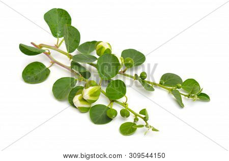 Plant Capparis, Known As Caper Shrubs Or Caperbushes. Isolated On White Background