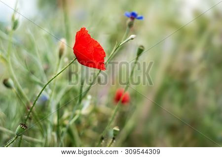 One Red Poppy Flower On A Blurred Background.