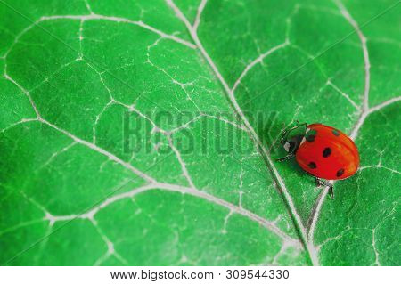 Macro Shot Of A Red Ladybug On A Green Veined Leaf Of Ivy.