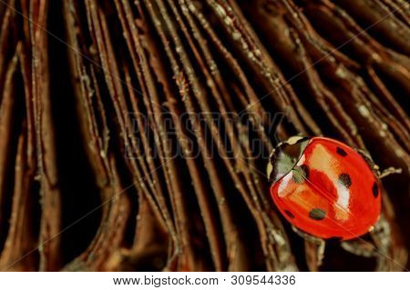 One Red Ladybug On A Dark Background. Location In Lower Right Corner Of Image.