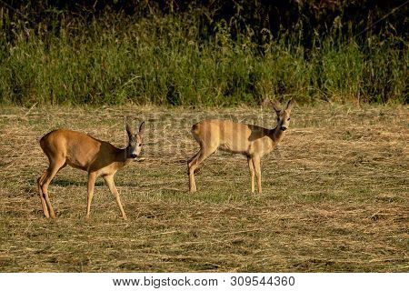 A Pair Of Roe Deer On Pasture