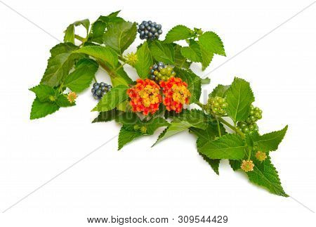 Lantana, Common Names Are Shrub Verbenas Or Lantanas. Isolated