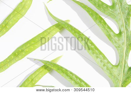 Wart Fern Leaf,phymatosorus Scolopendria Fresh Green Leaves On White Background,top View