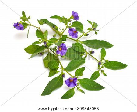 Lycianthes Rantonnetii, The Blue Potato Bush Or Paraguay Nightshade. Isolated On White Background