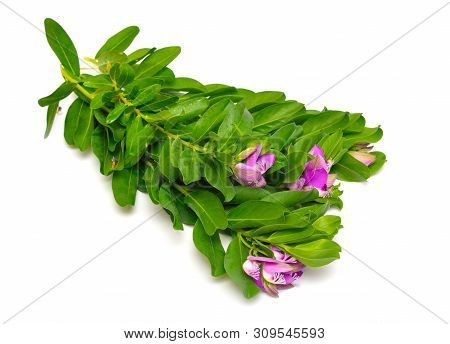 Polygala Myrtifolia Or Myrtle-leaf Milkwort Isolated On White Background