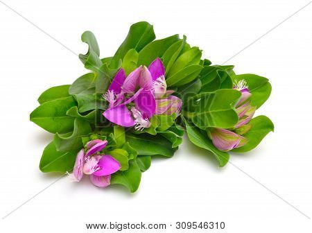 Polygala Myrtifolia Or Myrtle-leaf Milkwort Isolated On White Background