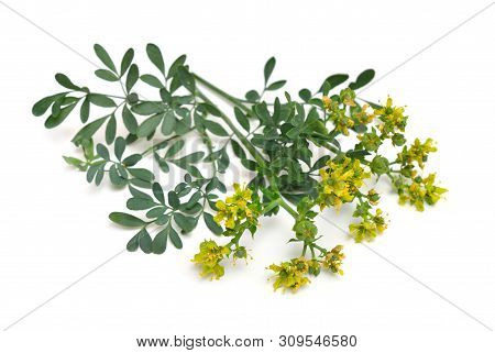 Ruta Commonly Known As Rue Ruta Graveolens Rue Or Common Rue. Isolated On White Background