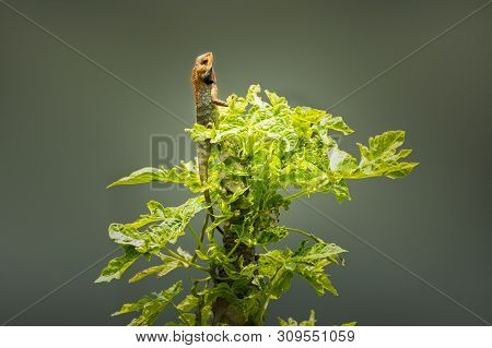 The Oriental Garden Lizard, Eastern Garden Lizard, Bloodsucker Or Changeable Lizard,sitting On Papay