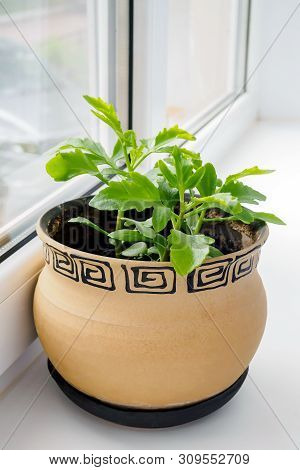 Kalanchoe Laciniata Flower In A Clay Brown Pot On A Windowsill