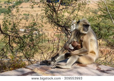Gray Langur Monkey Near Savitri Mata Temple On Ratnagiri Hills In Pushkar. Rajasthan. India