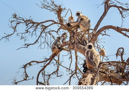 Gray Langur Monkey Onthe Tree Near Savitri Mata Temple On Ratnagiri Hills In Pushkar. Rajasthan. Ind