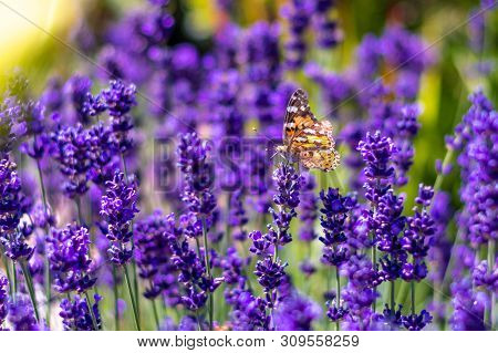 Orange Butterfly (vanessa Cardui) And Bee On The Lavender Flower. Purple Aromathic Blossom With Inse