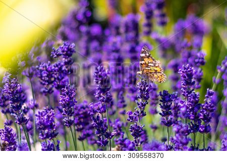 Orange Butterfly (vanessa Cardui) And Bee On The Lavender Flower. Purple Aromathic Blossom With Inse