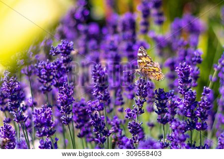 Orange Butterfly (vanessa Cardui) And Bee On The Lavender Flower. Purple Aromathic Blossom With Inse