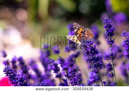 Orange Butterfly (vanessa Cardui) And Bee On The Lavender Flower. Purple Aromathic Blossom With Inse