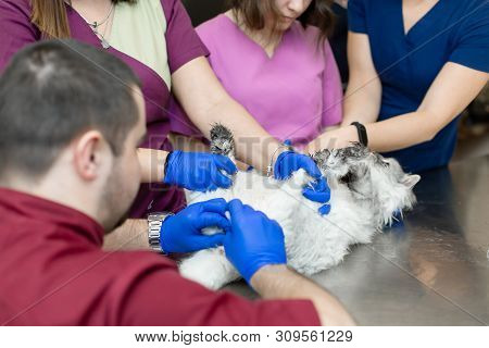 A Male Veterinarian Anesthesiologist Makes The Procedure For A Cat - A Catheterization Of The Bladde
