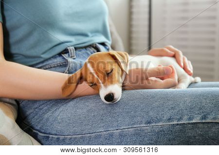 Young Woman With Her Jack Russell Terrier Puppy.