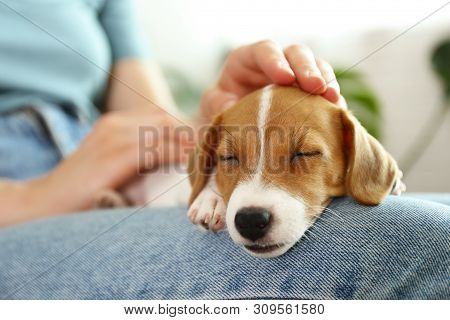 Young Woman With Her Jack Russell Terrier Puppy.